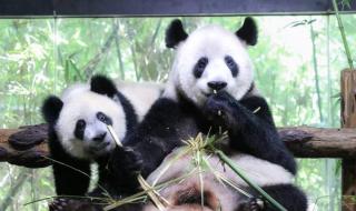 上海动物园有熊猫吗